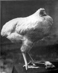 Mike the Headless Chicken