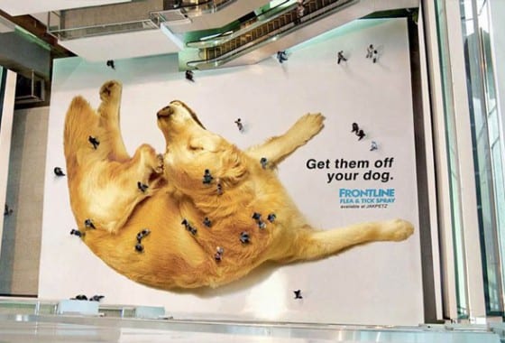 frontline flea exterminator floor graphic