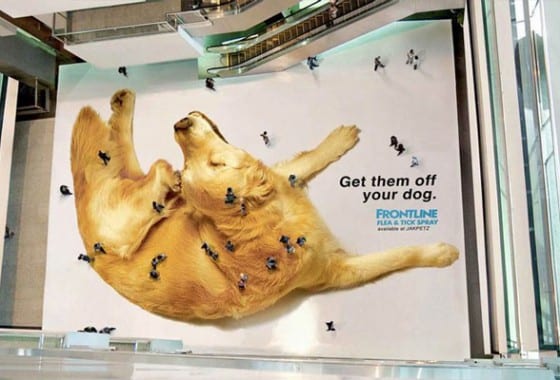 frontline flea exterminator floor graphic