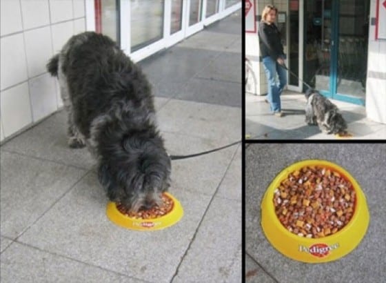 pedigree dot chow floor decal