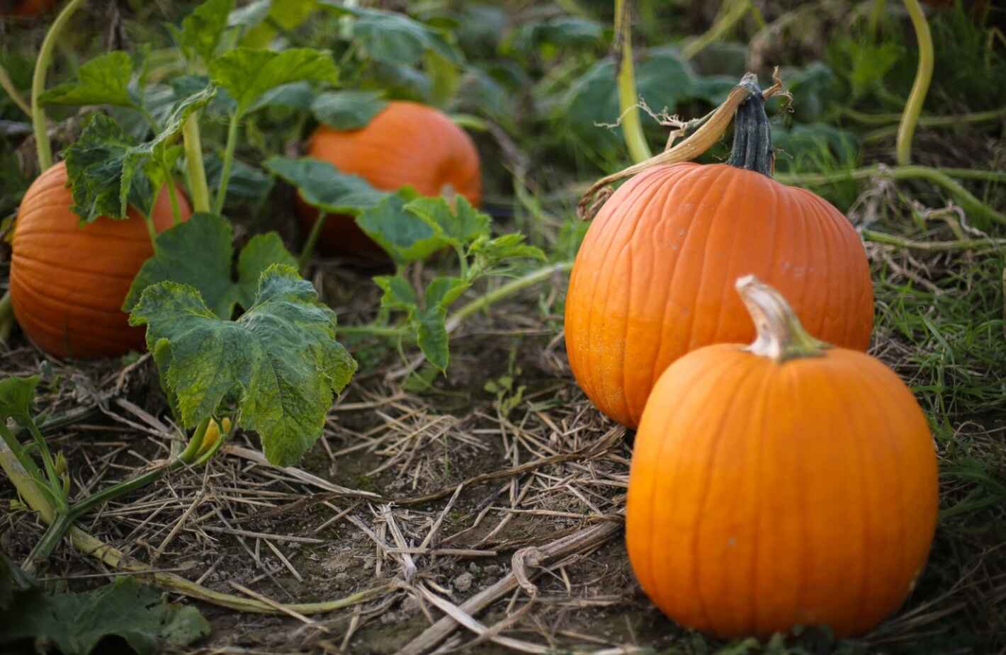 How to Market Your Pumpkin Patch and Be Profitable