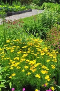 Yellow flowers in Bartrams Garden